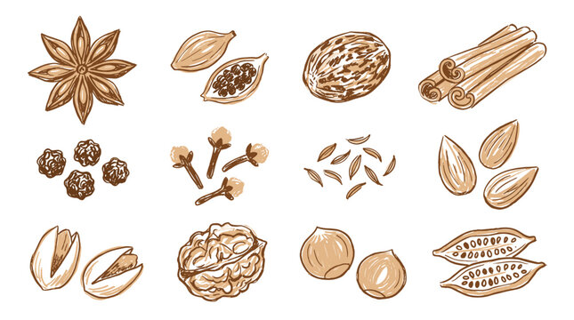 Hand drawn set of aromatic kitchen spices and herbs, sketch style star anise, cinnamon, pepper and cloves for culinary design, organic food