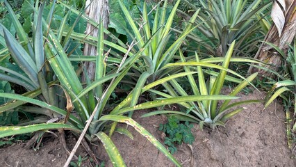 Obraz premium Pineapple plants in a natural garden.