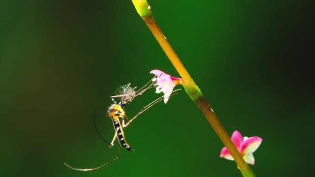 A detailed close up of a long legged crane fly insect perched on a tiny pink wildflower stem in nature