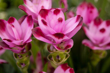 Obraz premium Pink Siam Tulip Curcuma Alismatifolia Flowers Close Up