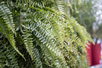 Close-up of bright green Boston fern fronds (Nephrolepis exaltata) with selective focus and soft bokeh background © InversedSlayer