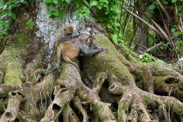 A young rhesus monkey grooming an adult © Linda