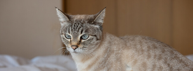 気になって見つめる可愛い猫　シャムトラ猫  © rai