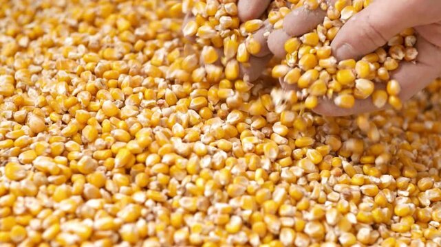 corn kernels in the hand