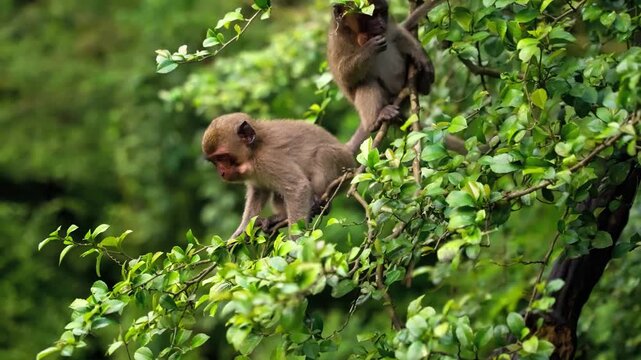 Two cute rhesus macaque monkeys playing and climbing on green leafy branches in a dense tropical forest during daytime