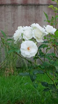 White rose bush blooming in a green garden near a fence. Summer garden, floral background, white flowers. High quality 4k footage.