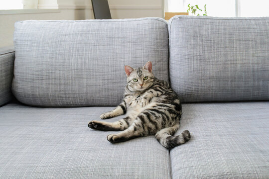 毛繕いの途中でカメラに気づいて手を止めるアメリカンショートヘアの猫