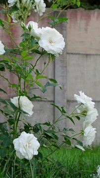 White rose bush blooming in a green garden near a fence. Summer garden, floral background, white flowers. High quality 4k footage.