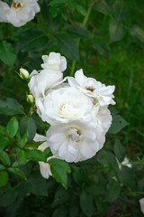 Obraz premium White rose bush blooming on green grass background. Flower in the park. lush blooming of Rosa Schneewittchen. Summer garden, floral background, white flowers. High quality 4k footage.