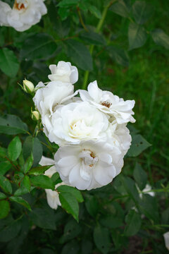 White rose bush blooming on green grass background. Flower in the park. lush blooming of Rosa Schneewittchen. Summer garden, floral background, white flowers. High quality 4k footage.