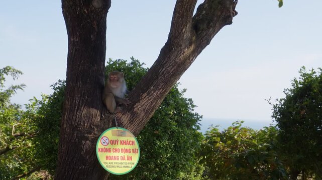 Tree-dwelling Macaque Monkey Within Linh Ung Pagoda On Son Tra Peninsula In Da Nang, Vietnam. Static Shot
