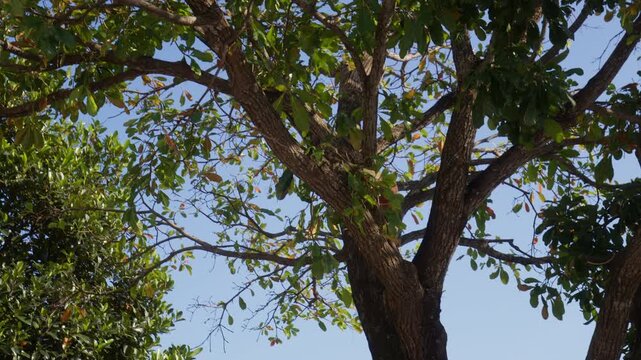 Red-Shanked Douc Langur On The Tree At Son Tra Peninsula In Da Nang, Vietnam. Tracking shot