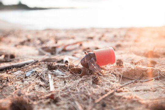 Hermit crab with plastic bottle cap instead of shell