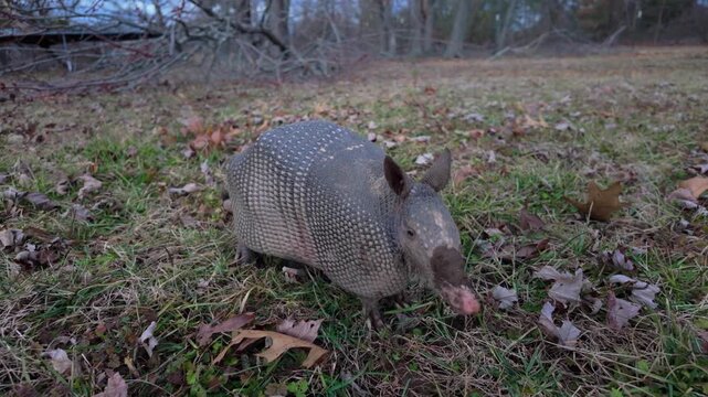 Nine-Banded Armadillo Foraging in Grassy Field
Description: A close-up, eye-level shot of a wild nine-banded armadillo sniffing and foraging through dry leaves and patch grass. The clip captures the u