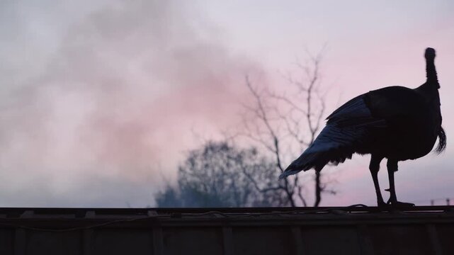 Silhouette of a Wild Tom Turkey Walking at Sunset
Description: A side-profile silhouette of a large wild tom turkey walking along a ridge at dawn or dusk.