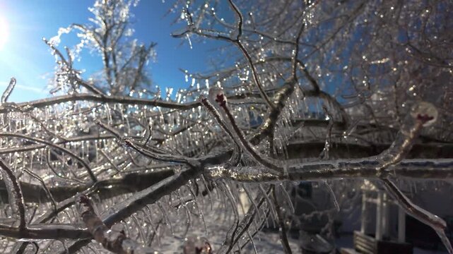 Frozen Tree Branches Covered in Thick Ice After Ice Storm
Description: A close-up view of tree branches completely encased in thick, glistening ice following a severe freezing rain event or ice storm.