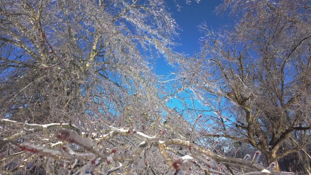 Winter Ice Storm Aftermath with Glistening Frozen Trees
Description: This striking, cinematic winter b-roll captures the aftermath of a freezing rain storm. The camera moves beneath a canopy of ice