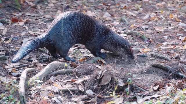 North American River Otter Foraging on Grassy Riverbank
Description: A detailed, close-up shot of a North American river otter exploring the shoreline on land. The otter is sniffing the ground, naviga