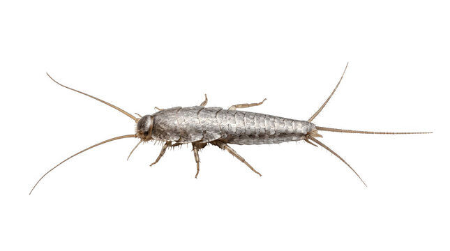 Silverfish household pest Insect, transparent, png, isolated white isolated on transparent background png