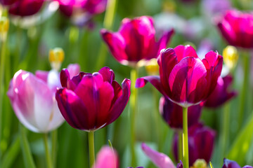 Obraz premium Abstract colorful tulips spring blossoming, bokeh flower background, pastel and soft floral card, selective focus, toned. colorful tulip field with selective focus. Nature flowers background.