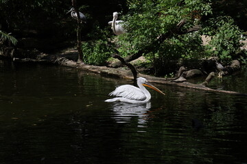 Pelikan w zoo © Adam