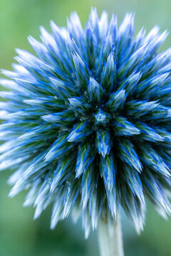 Kwiat. przegorzan (Echinops)