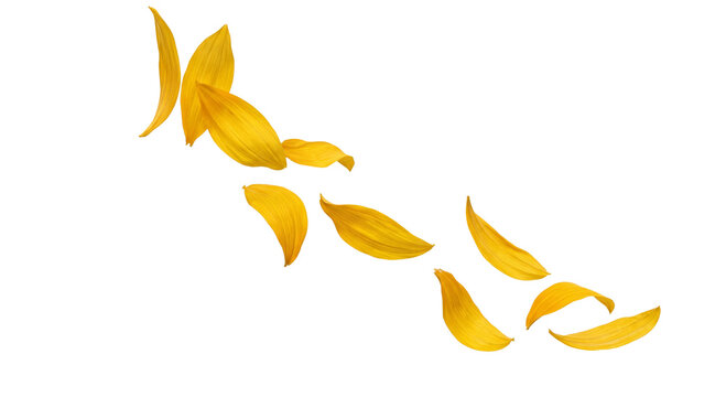 Scattered yellow sunflower petals falling gracefully against a white background