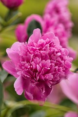 Kwiat. pełne, różowe kwiaty piwonii chińskiej (Paeonia lactiflora) © Pit75Wawa