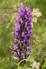 Obraz premium Kwiat. Storczyk z rodzaju kukułka (Dactylorhiza)