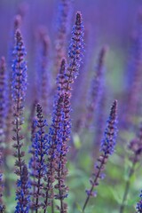Obraz premium Kwiat. Szałwia omszona, Salvia nemorosa