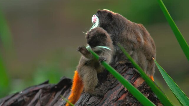 A small black-tufted marmoset monkey sitting on a log and carefully eating a piece of orange carrot in a lush environment