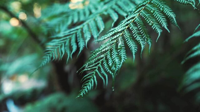 Lush green fern leaves in a tropical rainforest, close up of vibrant fern fronds with soft bokeh, cinematic nature background for wellness and ecology