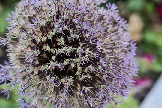 Kwiat. przegorzan (Echinops)
