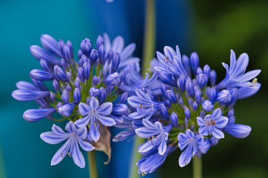 Kwiat. Agapant afrykański (Agapanthus praecox)
