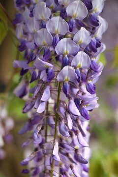 Kwiat. Glicynia kwiecista (Wisteria floribunda)