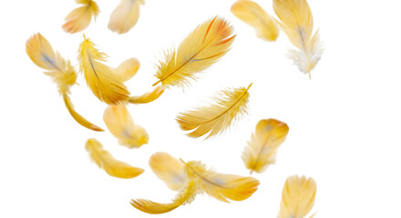 Golden feathers gently floating and falling against a clean white background © Sapphire