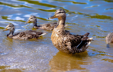 Fototapeta premium wild duck and eight little ducklings 