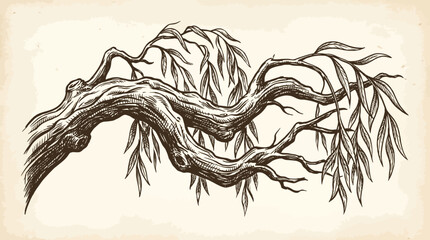 Antique Willow Branch Engraved Vector Illustration © Bima