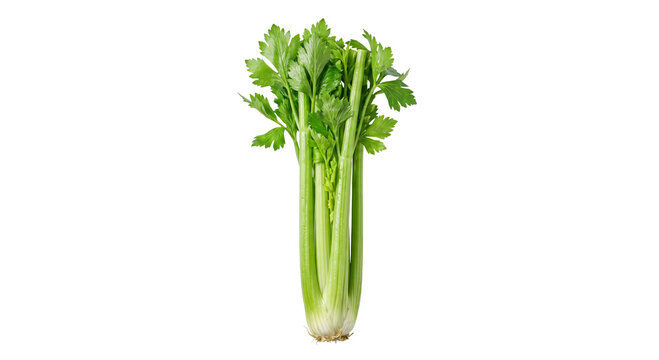 Fresh bunch of celery stalks with green leaves on a white background