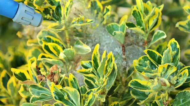 Close-up of a gardener spraying a variegated Euonymus fortunei shrub affected by leaf eating caterpillars and dense silk webbing.