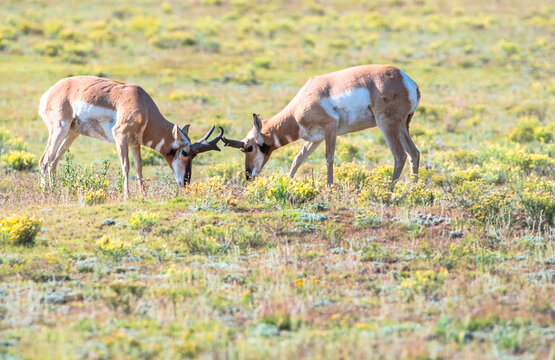 Two male pronghorn antelope grazing in a sunny prairie