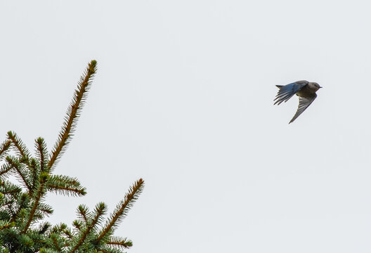 Mountain bluebird in flight near pine branch