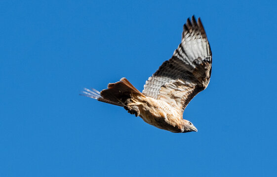 Red shouldered hawk flying with its prey