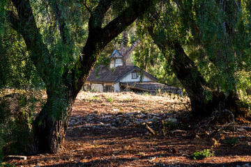 Charming rustic chicken coop nestled among trees with dappled sunlight © EJ
