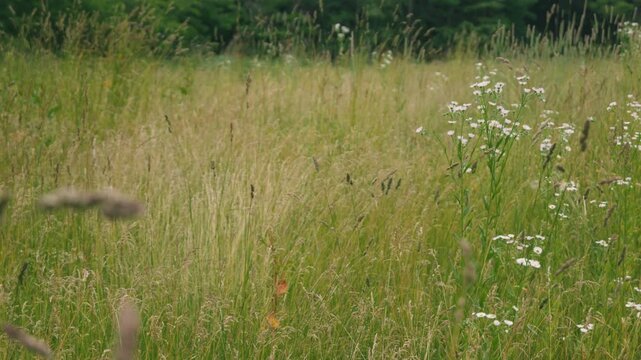 Close-up of Grass with Forest Background