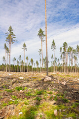 Pine seed trees on a clearcutting in a coniferous forest © Lars Johansson