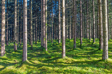 Tree trunks in a sunny coniferous forest with green moss on the ground © Lars Johansson