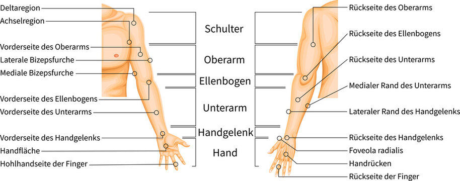 Upper Limb Regions Anatomy Diagram with Anatomical Labels, Medical illustration