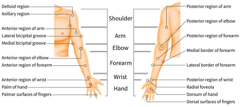 Upper Limb Regions Anatomy Diagram with Anatomical Labels, Medical illustration