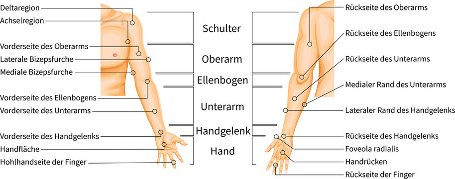Upper Limb Regions Anatomy Diagram with Anatomical Labels, Medical illustration